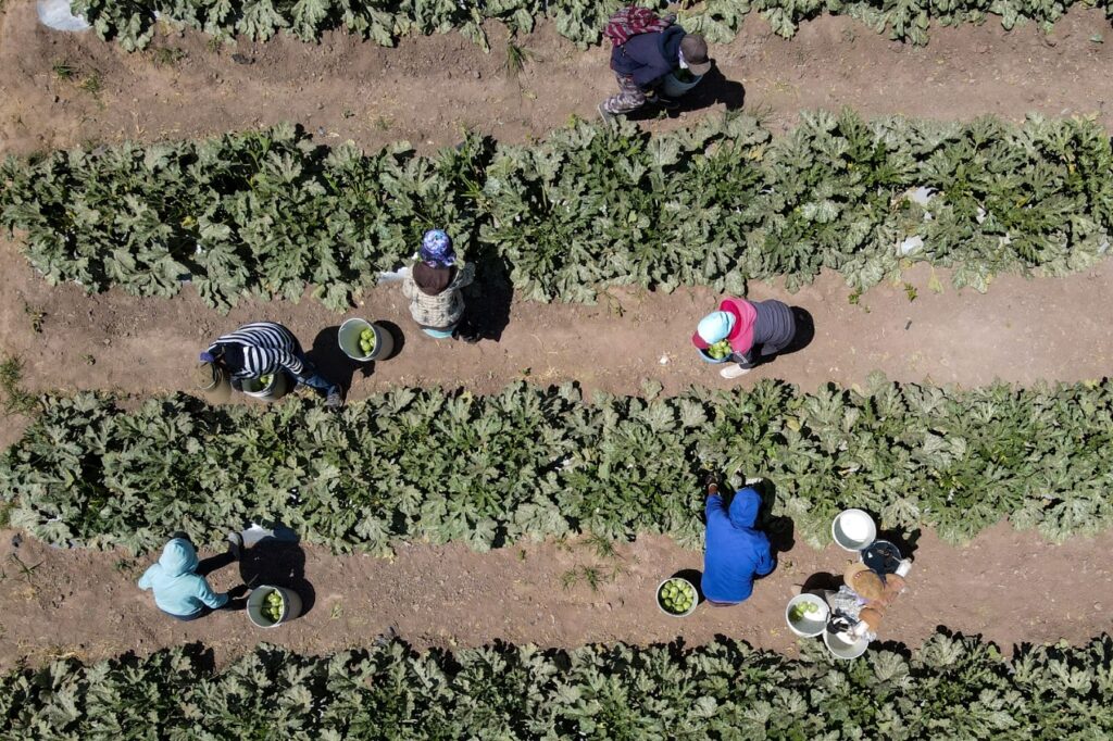 Apuesta Agricultura Por Cultivo De Tub Rculos Granos B Sicos Y